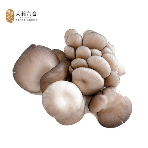 新鲜平菇 2斤（只发南京） 商品图0