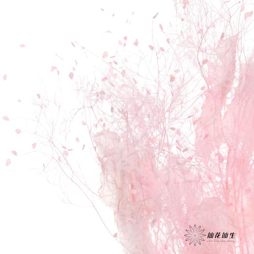 永生花材 | 雾中情人粉 商品图2