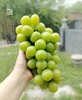 桐叶地产顶级香印晴王葡萄-是阳光亲吻过的味道 商品缩略图2