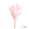 永生花材 | 雾中情人粉 商品缩略图0