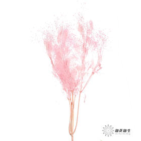 永生花材 | 雾中情人粉