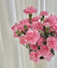 【稀有系列】多丁康乃馨~珍珠粉  约18-20枝/扎 商品缩略图3