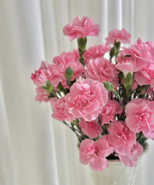 【稀有系列】多丁康乃馨~珍珠粉  约18-20枝/扎 商品图3