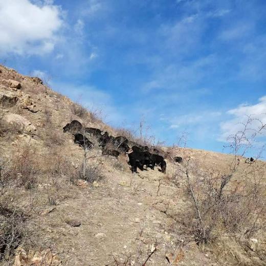 有机黑猪精瘦肉丨1斤（内蒙） 商品图3