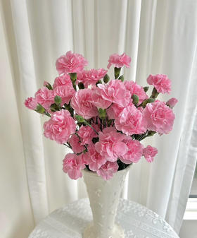 【稀有系列】多丁康乃馨~珍珠粉  约18-20枝/扎