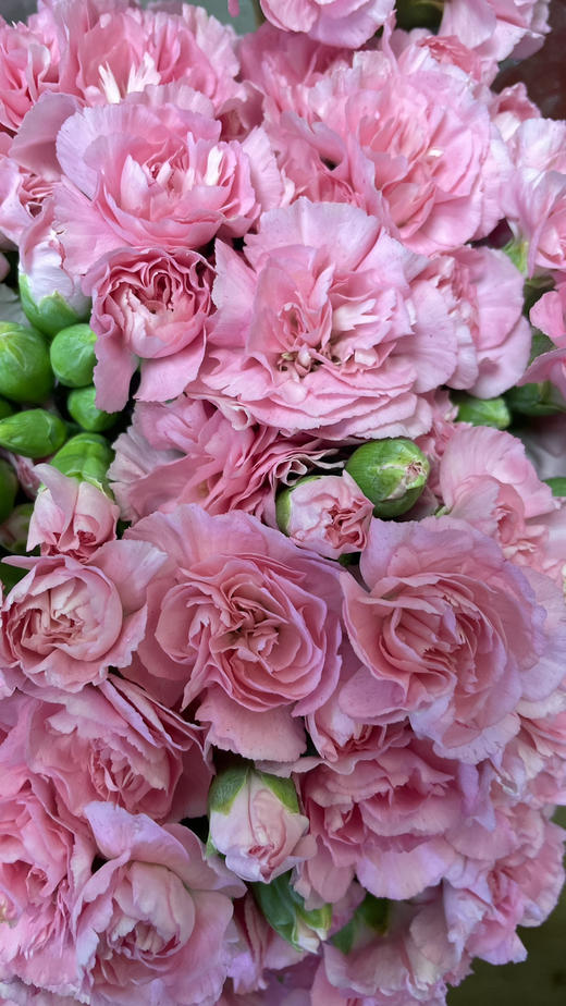 【稀有系列】多丁康乃馨~珍珠粉  约18-20枝/扎 商品图5