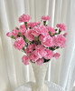 【稀有系列】多丁康乃馨~珍珠粉  约18-20枝/扎 商品缩略图1