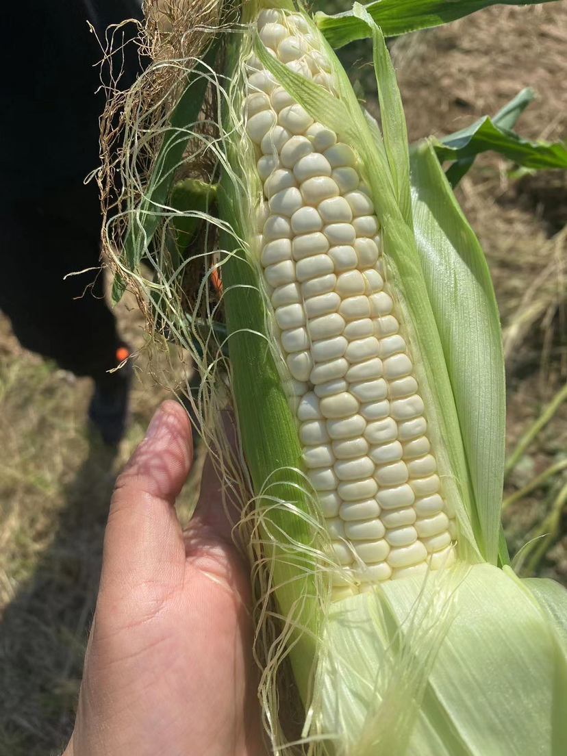 本地农科院336玉米🌽成熟，甜+糯，颗粒饱满，早上掰，下午配送！有机种植！5根/袋