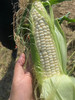 本地农科院336玉米🌽成熟，甜+糯，颗粒饱满，早上掰，下午配送！有机种植！5根/袋 商品缩略图0