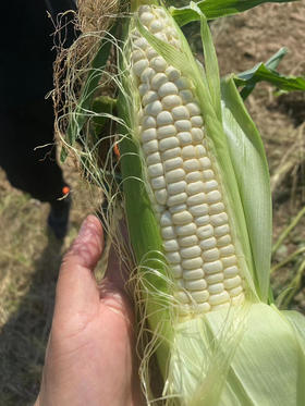 本地农科院336玉米🌽成熟，甜+糯，颗粒饱满，早上掰，下午配送！有机种植！5根/袋