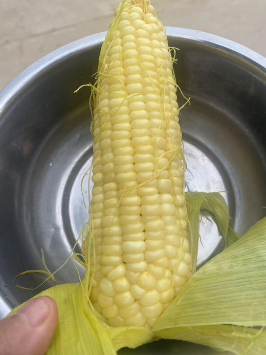 本地农科院336玉米🌽成熟，甜+糯，颗粒饱满，早上掰，下午配送！有机种植！5根/袋 商品图1