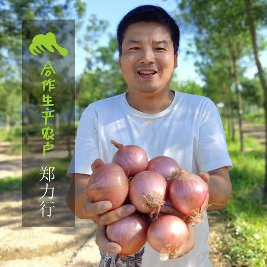 生态陕西洋葱 | 合作生产*Eco-onion | Coproduction 商品图1