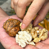 『攀枝花老树鲜核桃』鲜嫩清甜 细腻雪白 商品缩略图2