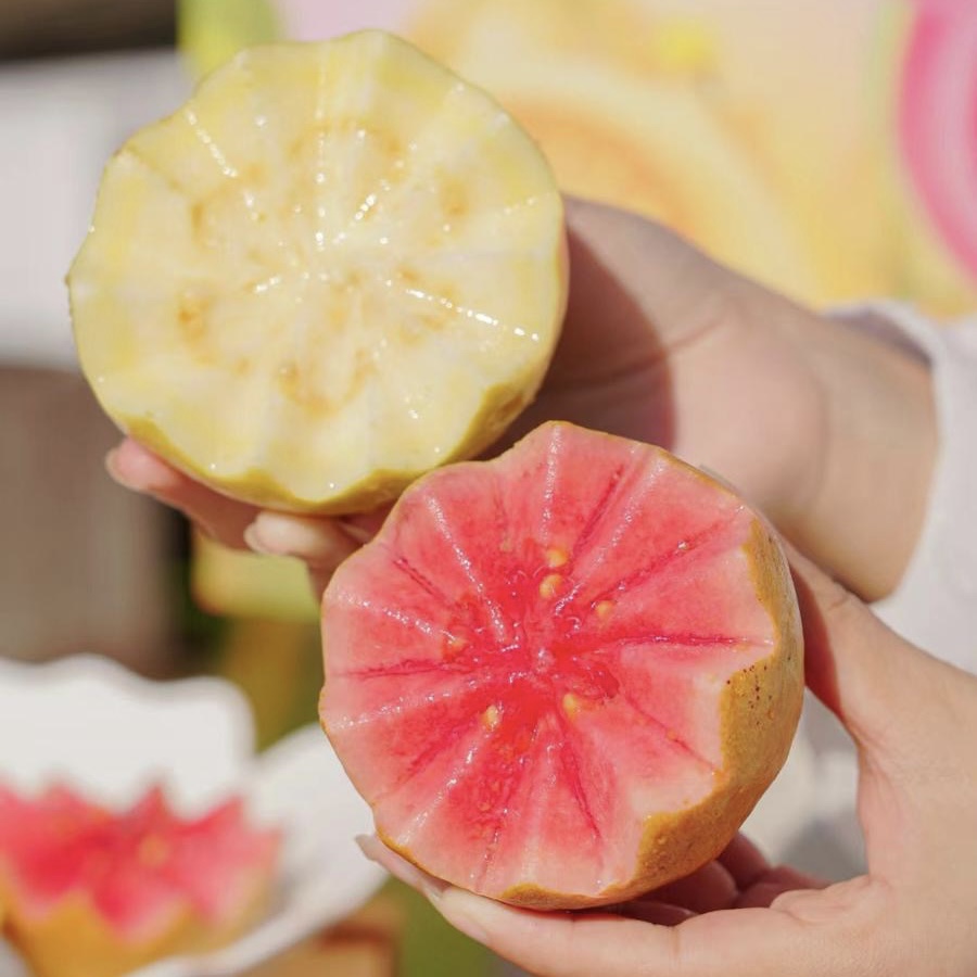 芭乐双拼！【红玫瑰芭乐/黄金奶油芭乐】 软糯番石榴 现摘现发 果肉柔滑，软糯香甜 一吃就上瘾！72小时发货～