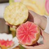 芭乐双拼！【红玫瑰芭乐/黄金奶油芭乐】 软糯番石榴 现摘现发 果肉柔滑，软糯香甜 一吃就上瘾！72小时发货～ 商品缩略图0