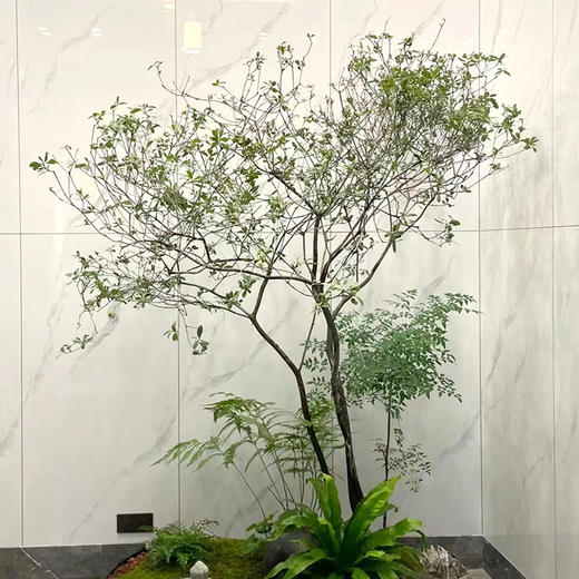 新中式植物造景款-1份室内好养植物日式风格造景定制公司前台家里阳台庭院花园设计上门布置 商品图6