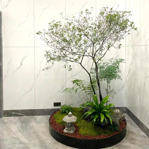 新中式植物造景款-1份室内好养植物日式风格造景定制公司前台家里阳台庭院花园设计上门布置 商品图1