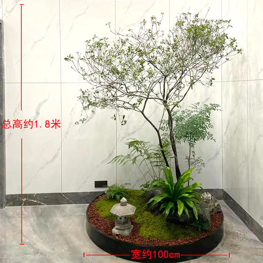 新中式植物造景款-1份室内好养植物日式风格造景定制公司前台家里阳台庭院花园设计上门布置 商品图5