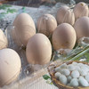 新桥高鹏 本地鲜鸽蛋鸽子蛋 10个/板  30个/箱 60个/礼盒装 商品缩略图6