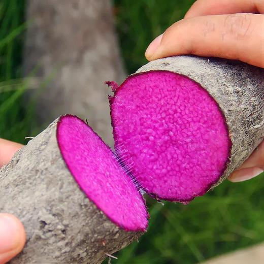 【江西好物】赣南紫山药   2.5斤/4.5斤 商品图0