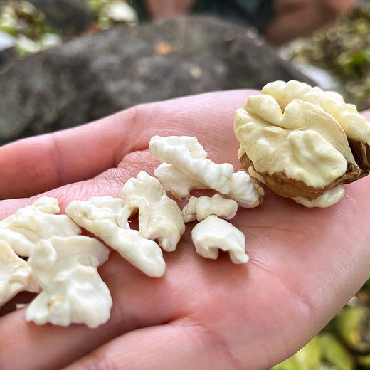 『攀枝花老树鲜核桃』鲜嫩清甜 细腻雪白 商品图6