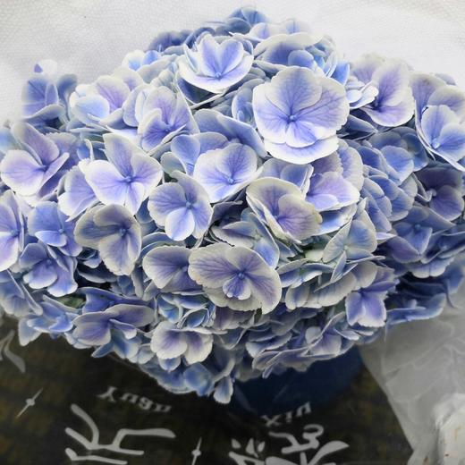 配花-绣球-孔雀-1支 商品图0