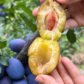 最后的果园『汶川女神西梅』皮薄肉嫩 甘甜多汁