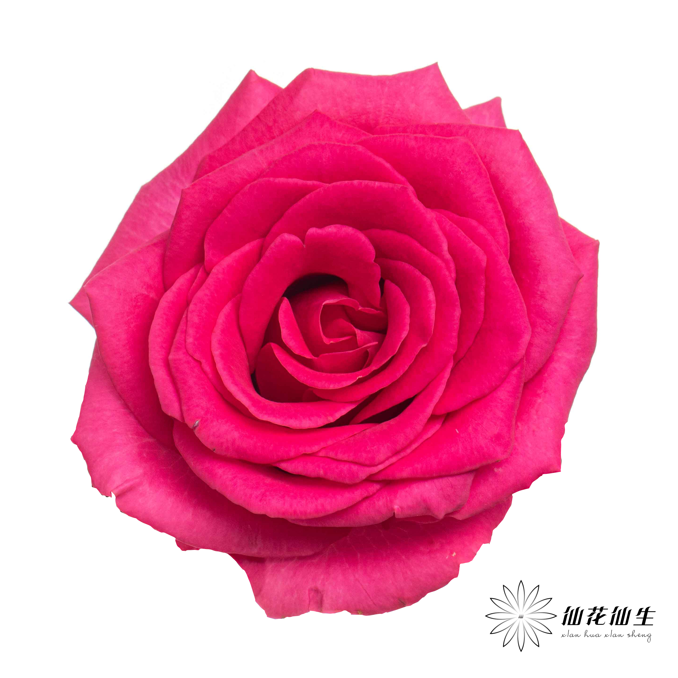 单头玫瑰 | 弗洛伊德