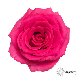 单头玫瑰 | 弗洛伊德