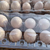 新桥高鹏 本地鲜鸽蛋鸽子蛋 10个/板  30个/箱 60个/礼盒装 商品缩略图8
