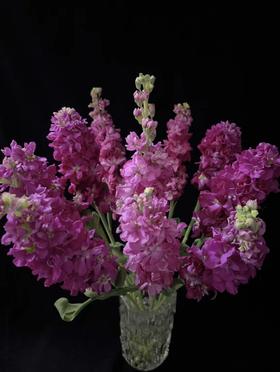 配花 | 紫罗兰玫红