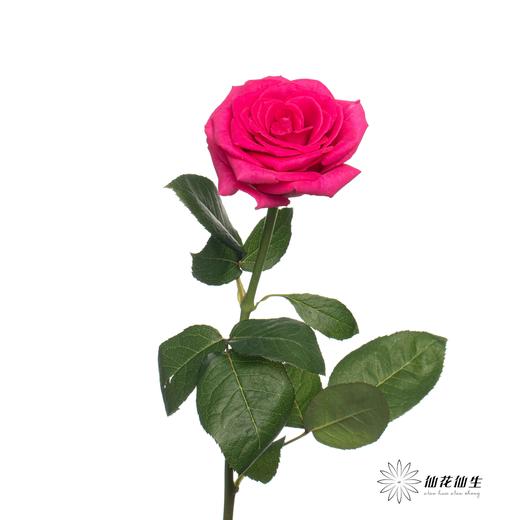 单头玫瑰 | 弗洛伊德 商品图8