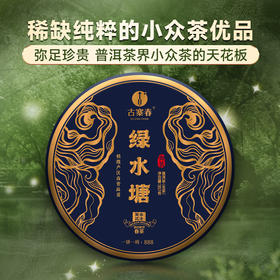 【绿水塘】2023年头春头采600年以上古树纯料 小众茶里面的天花板弥足珍贵出道即巅峰 至今稀缺难求