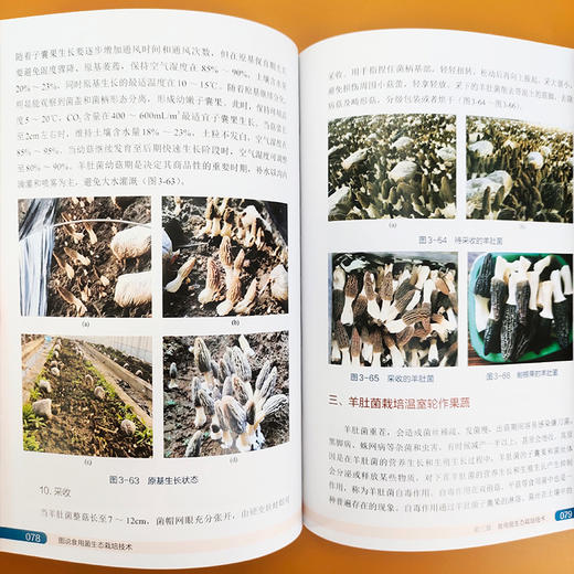 图说食用菌生态栽培技术 商品图4