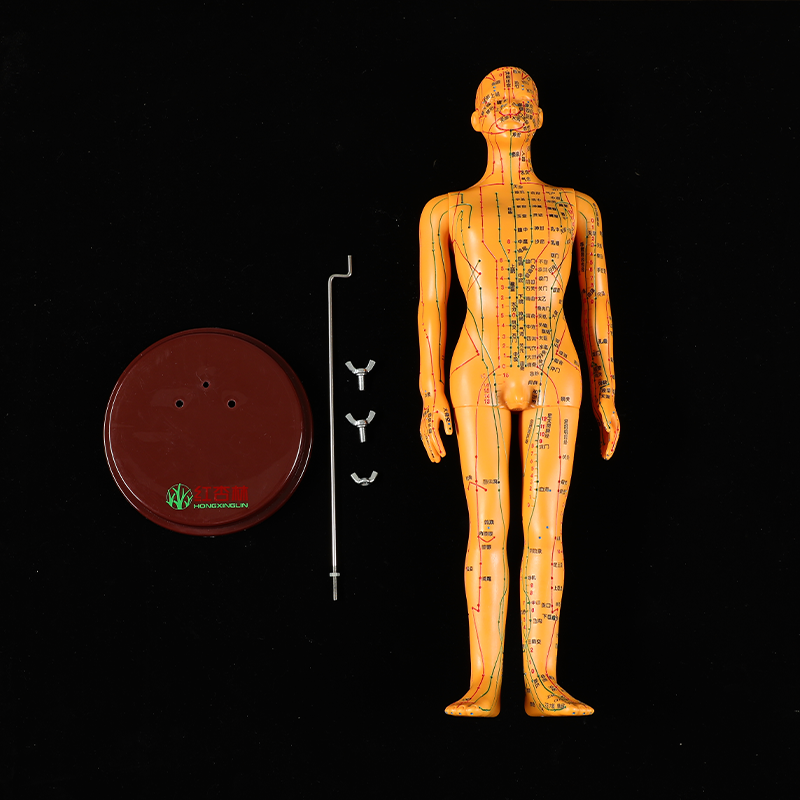 【双11大促】人体穴位模型400多个穴位 文字清晰 穴位准确 比例标准 采用PVC材质 实操练习