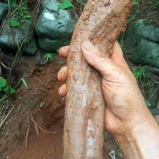 野生葛根粉 | 零糖零添加 |  合作生产 * Wild kudzu root powder 商品图3