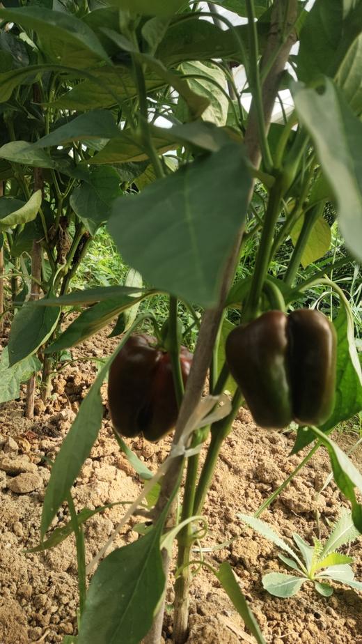 农场有机彩椒400克左右 商品图2