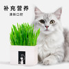 尊宝猫草锡纸装含沙土+1包种子 懒人猫草种植袋 化毛球猫咪零食 商品缩略图1