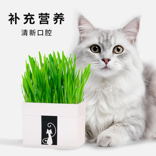 尊宝猫草锡纸装含沙土+1包种子 懒人猫草种植袋 化毛球猫咪零食 商品图1