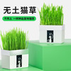 尊宝猫草锡纸装含沙土+1包种子 懒人猫草种植袋 化毛球猫咪零食 商品缩略图0