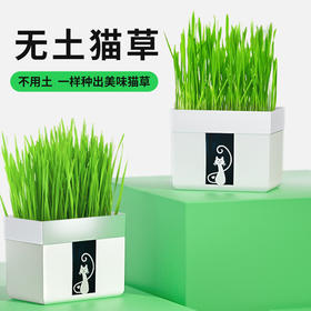 尊宝猫草锡纸装含沙土+1包种子 懒人猫草种植袋 化毛球猫咪零食