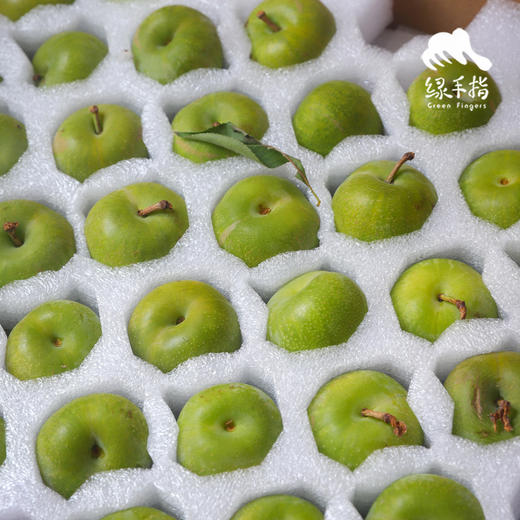 生态青脆李 | 合作生产*  Ecological Green crispy plum | Partner Production 商品图3
