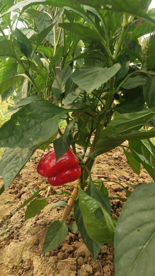 农场有机彩椒400克左右 商品图1