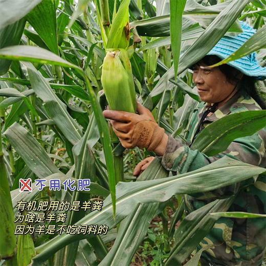 【有机小黑糯玉米】！有机种植，有机高温蒸煮，含花青素，口感香甜软糯，采收吐穗后22-24天黄金期的玉米，严控采收量，确保当天都能锁鲜入库 商品图5