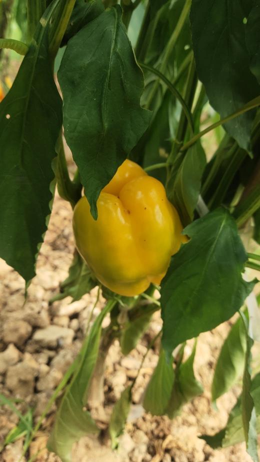 农场有机彩椒400克左右 商品图0