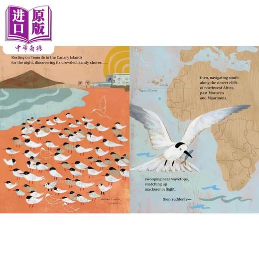 【中商原版】北极燕鸥的迁徙 Amy Hevron The Longest Journey 英文原版 儿童科普绘本 鸟类知识百科图画书 精装绘本 进口图书 商品图2