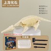考古玩具恐龙挖掘化石骨架挖宝考古手工diy石膏玩具儿童兴趣培养 商品缩略图8