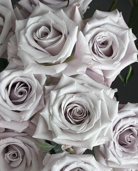 国产玫瑰-【曼塔】