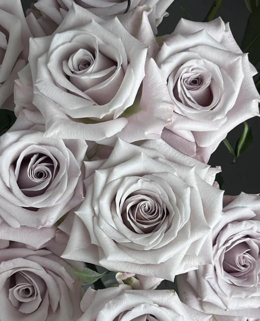 国产玫瑰-【曼塔】 商品图0