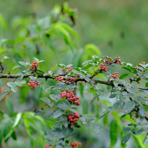 2025今年新花椒上架 汉源贡椒红花椒油，国家地理标志产品，自然生长零农残无污染 ，非转基因菜籽油结合，3天左右发货~ 商品图1